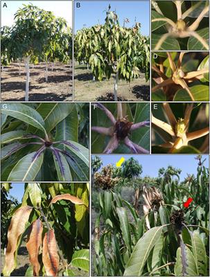 Pseudomonas syringae pv. syringae Associated With Mango Trees, a Particular Pathogen Within the “Hodgepodge” of the Pseudomonas syringae Complex